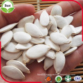 Chinese White Pumpkin Seeds, Snow White, Best Quality